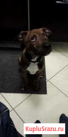 Амстафф Голицыно - изображение 1