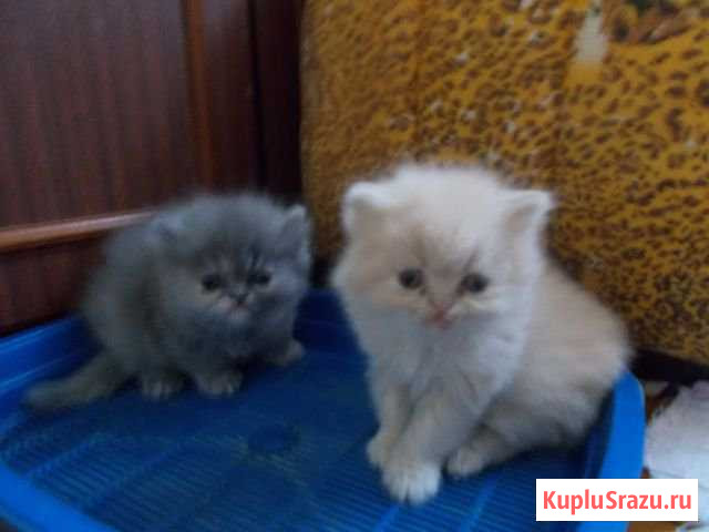 Персидские котята Грэсовский - изображение 1