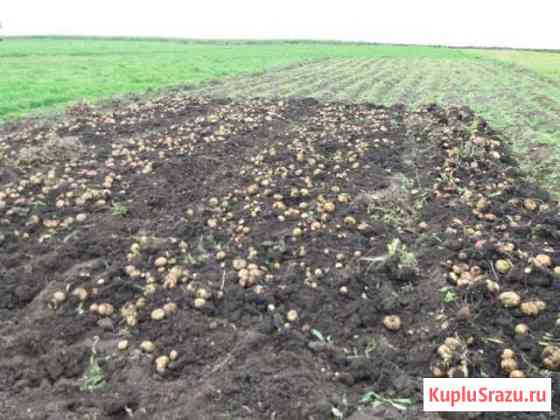 Картошка Балтаси