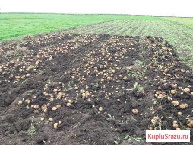 Картошка Балтаси - изображение 1