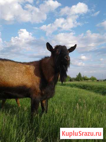 Чешский козёл Воронеж - изображение 1