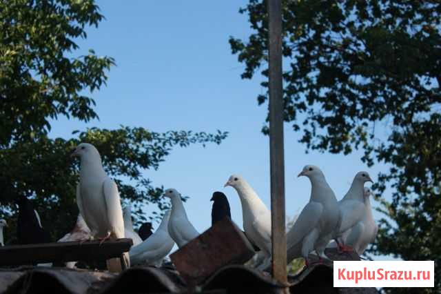 Голуби Белая Глина - изображение 1