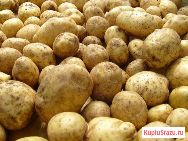 Картофель Йошкар-Ола - изображение 1