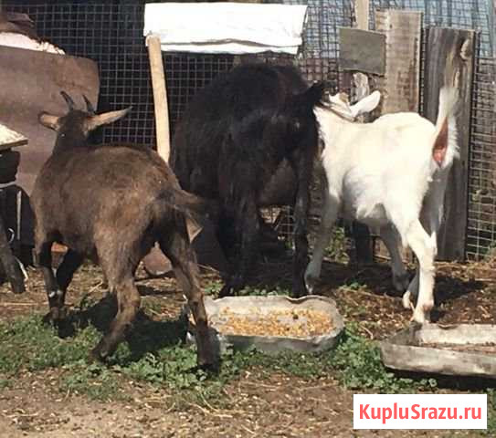 Козы-Козлята-козел Троицк - изображение 1