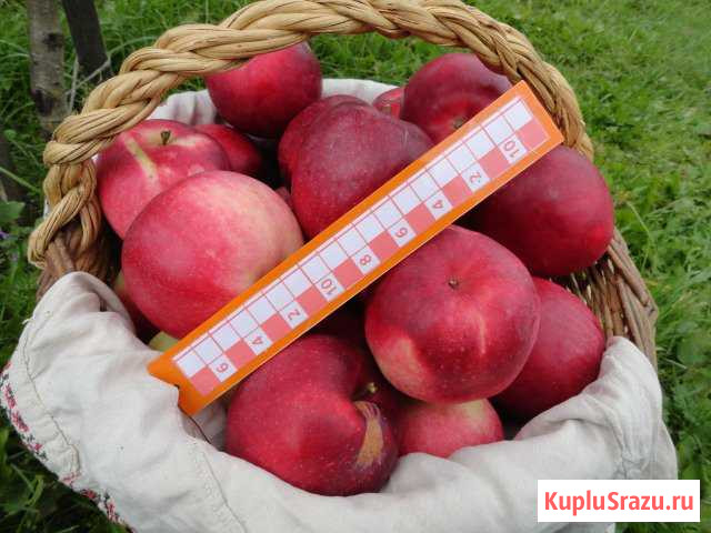 Саженцы и черенки яблонь, груш, алычи, слив Псков - изображение 1