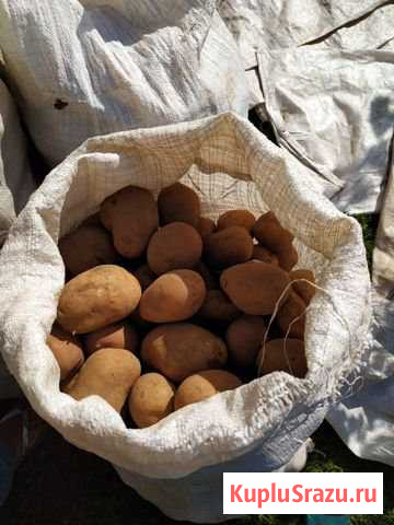 Картофель Калуга - изображение 1