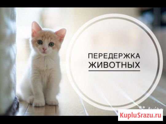 Передержка кошек Казань - изображение 1