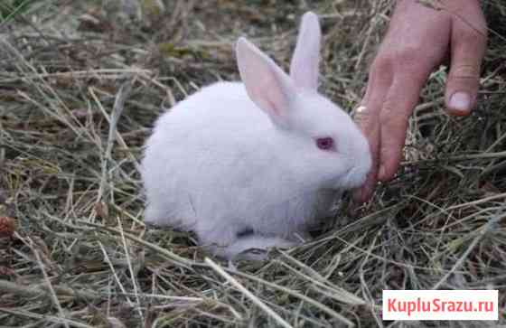 В добрые руки кролик Ногинск