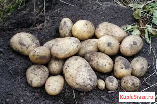 Картофель Богучар - изображение 1