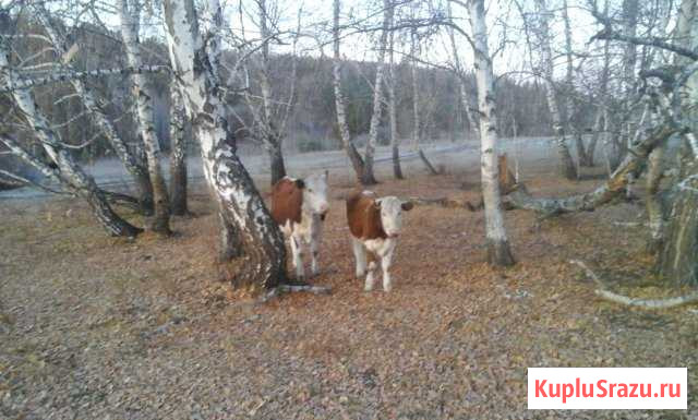 Продам коров породы герефорд Оса - изображение 1