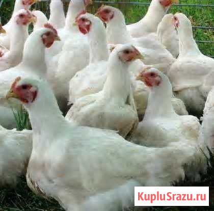 Продаются цыплята бройлеров и подрощанные Шахты - изображение 1