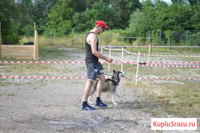 Кобель чистокровный хаски с документами на вязку Крымск - изображение 1