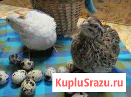 Домашнее яйцо перепелки Белгород - изображение 1