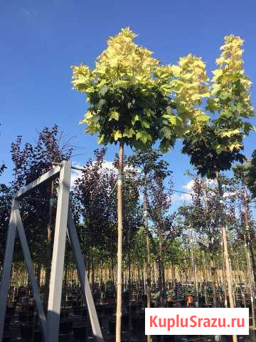 Деревья Яблоновский - изображение 1