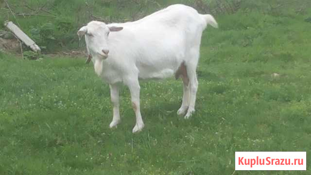 Козье молоко Архангельск - изображение 1