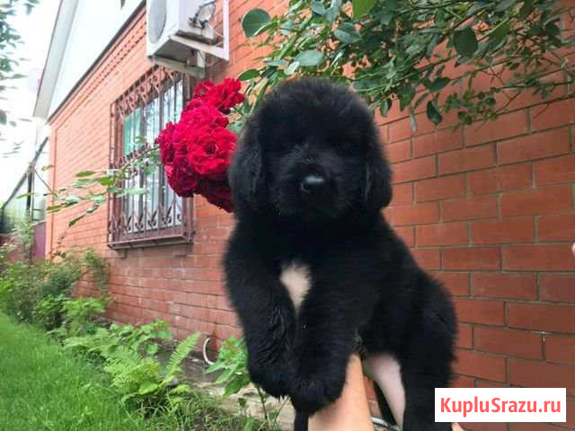 Девочка с хорошим потенциалом Выселки - изображение 1