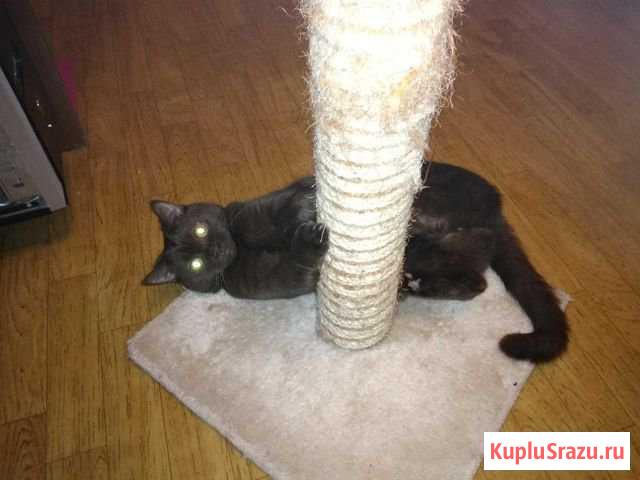 Кошка Химки - изображение 1