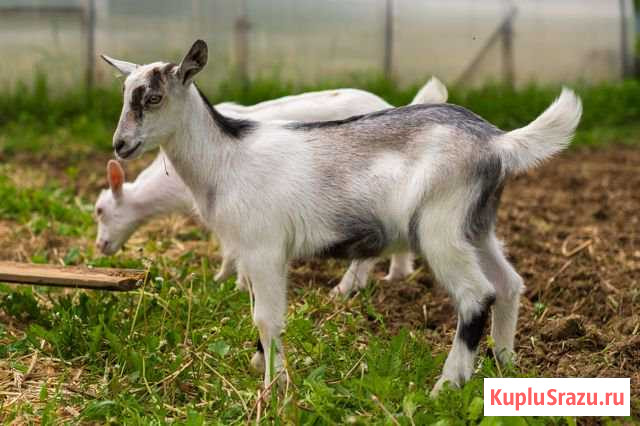 Козочка зааненская продажа Калуга - изображение 1