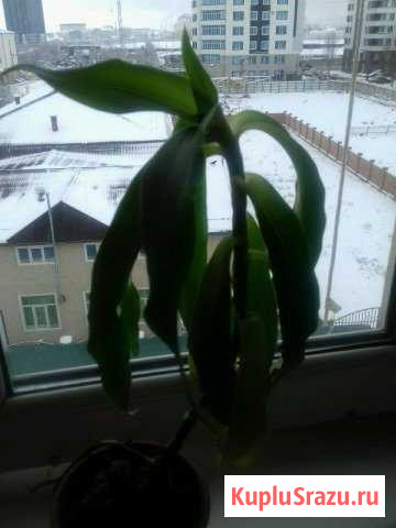 Золотой ус Грозный - изображение 1