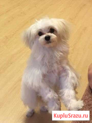 Мальтезе, Мальтийская болонка Раменское - изображение 1