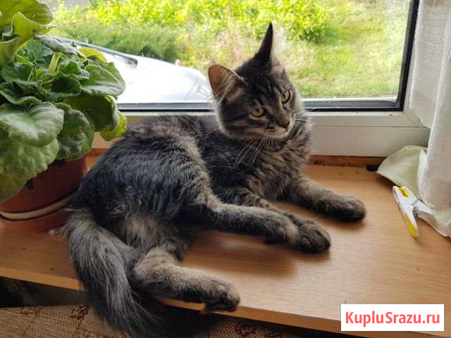 Котята. Милые и ласковые котики Малоярославец - изображение 1