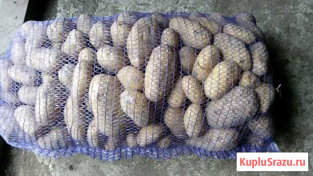 Картофель семенной и продовольственный Калининская - изображение 1