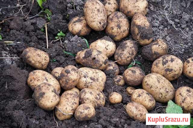 Картошка Куркино - изображение 1