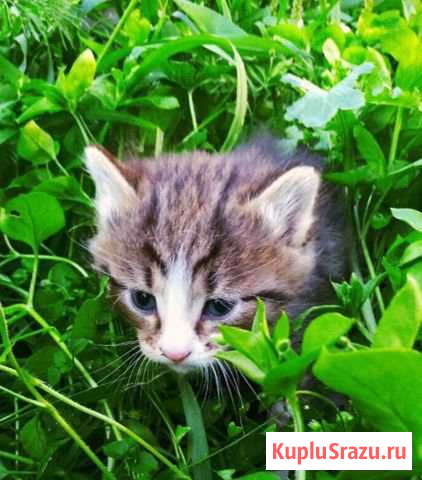 Отдам котёнка в добрые руки Братск - изображение 1