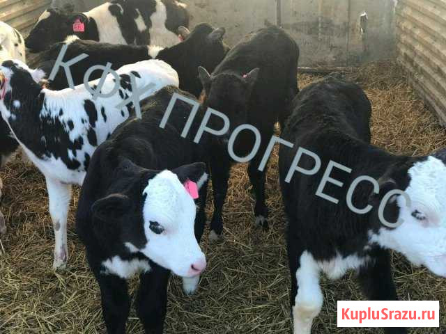 Бычки телята Богучар - изображение 1
