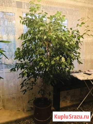 Фикус Бенджамина Реутов - изображение 1