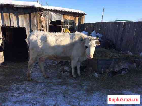Продам корову стельную, телёнка Кунашак