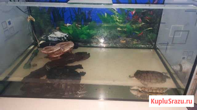 Отдам в хорошие руки Кольчугино - изображение 1