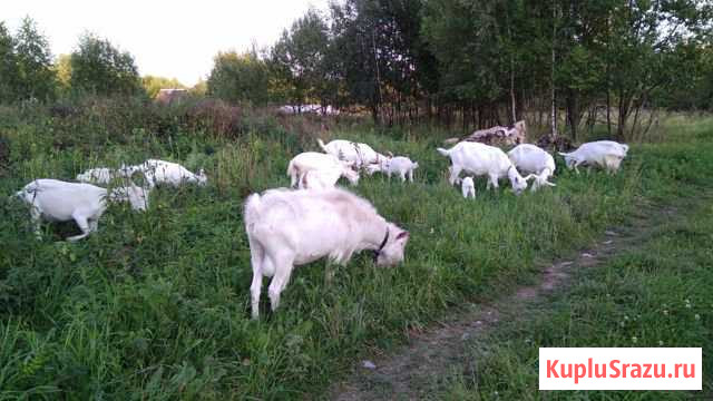 Коза Химки - изображение 1