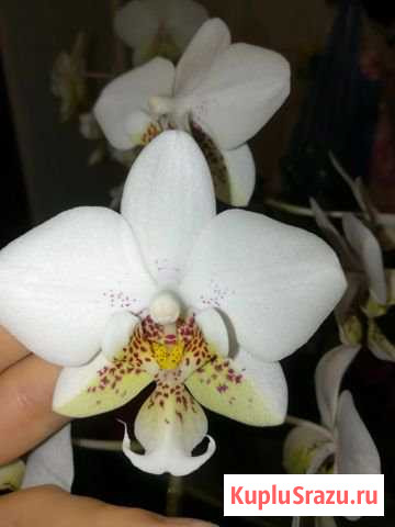 Стюартиана Пико Чип Павловский Посад - изображение 1