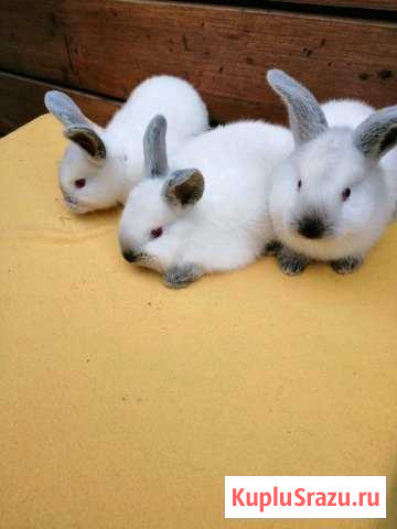 Крольчата породы калифорния Раменское - изображение 1