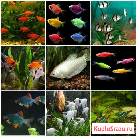 Домашний Аквариум.Рыбки, Растения. новинки Бийск - изображение 1