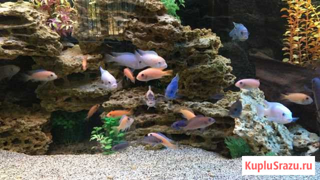Малавийские цихлиды Королев - изображение 1