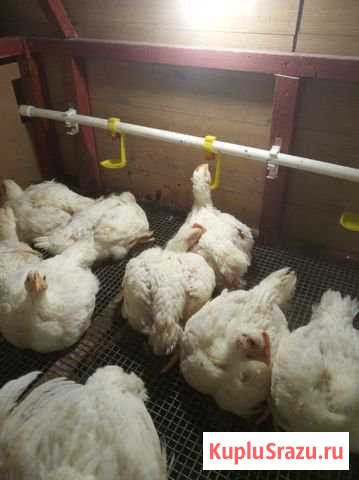 Мясо бройлера Коломна - изображение 1