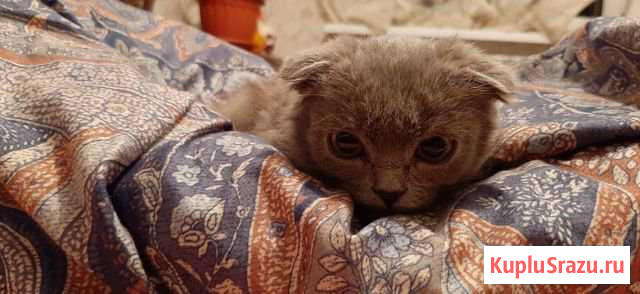 Вислоухий котёнок Кизилюрт - изображение 1