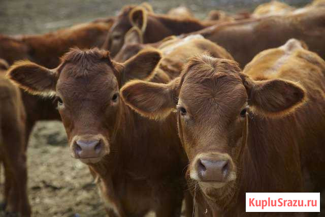 Продаю Коров и Бычков Жуковский - изображение 1