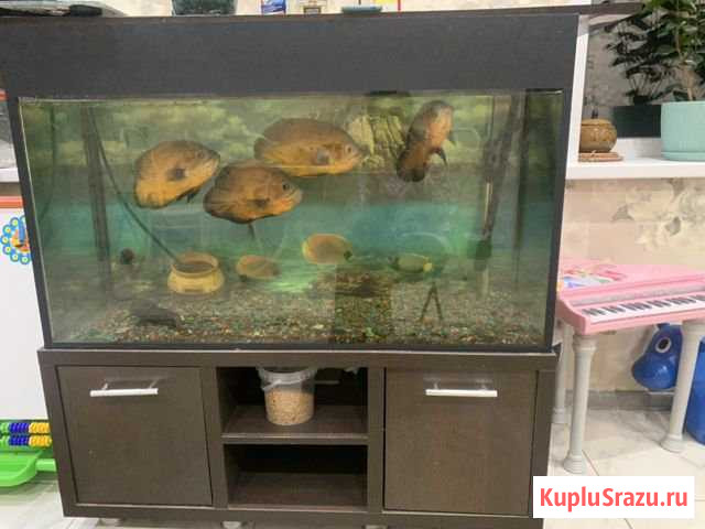 Аквариум Курск - изображение 1