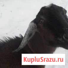 Молоко козье Иваново - изображение 1