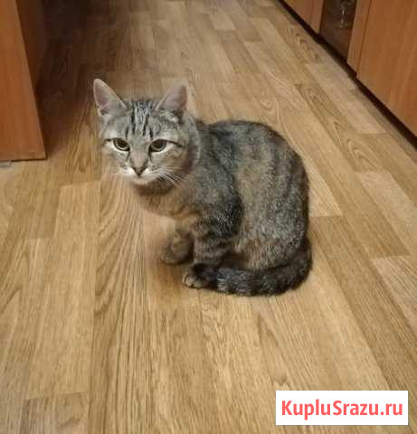 Милая, стерилизованная, молодая кошечка Балабаново - изображение 1