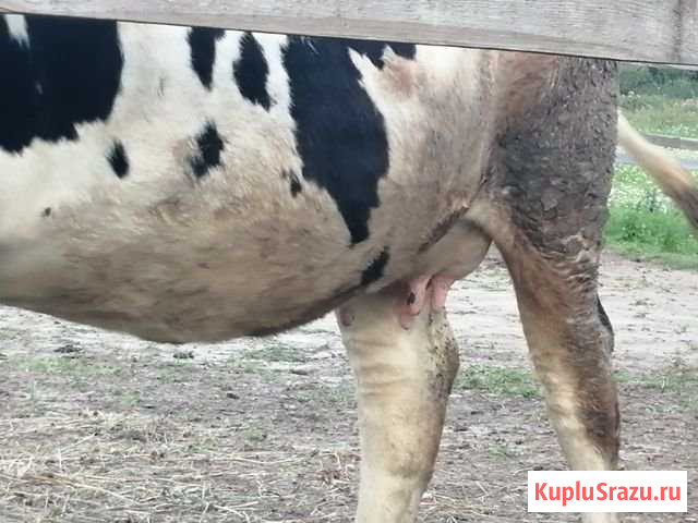 Продаю дойную корову Ногинск - изображение 1