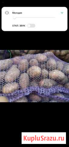 Продам картофель Орда - изображение 1
