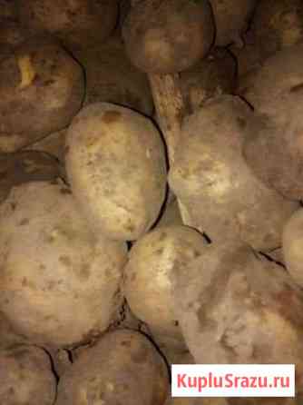 Продам картофель Выкса