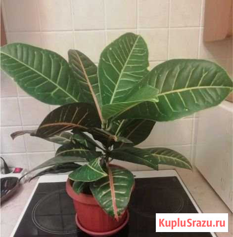 Кротон Дзержинский - изображение 1