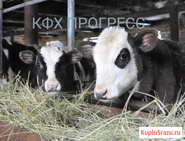 Телята бычки Тула - изображение 1