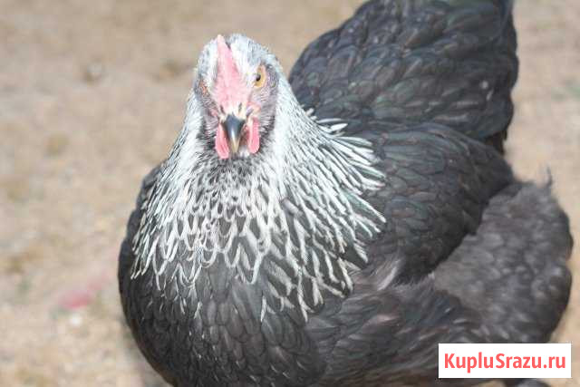 Инкубационное яйцо элитных кур Кокошкино - изображение 1