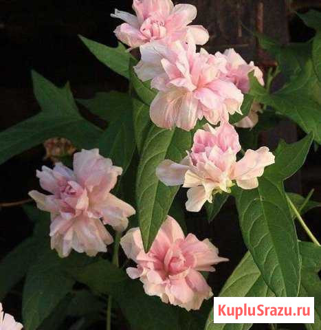 Калистегия эффектный вьюнок для сада Пушкино - изображение 1